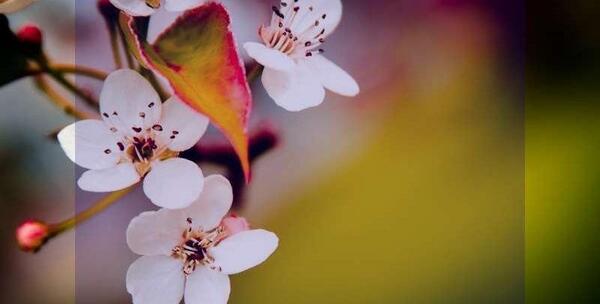 عکس پروفایل بهاری خاص
