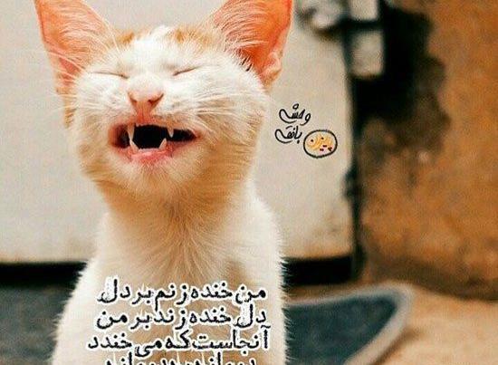 عکس پروفایل حیوانات با نوشته
