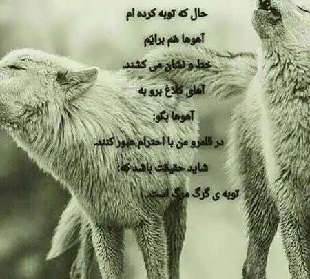 عکس پروفایل حیوانات با نوشته