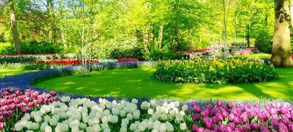 عکس پروفایل گل بهار