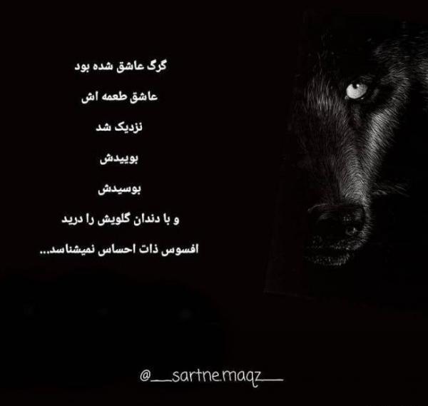 عکس پروفایل تیکه دار گرگ