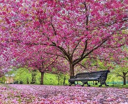 عکس پروفایل برای فصل بهار