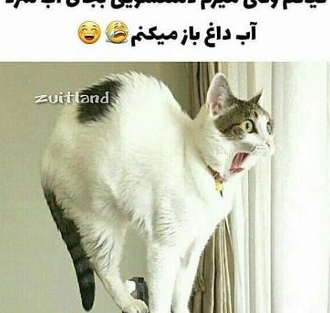 خنده دار ترین عکس پروفایل