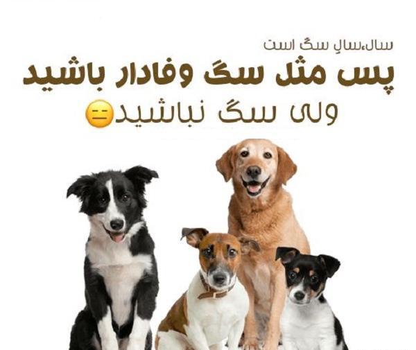 عکس پروفایل جدید امسال سگ
