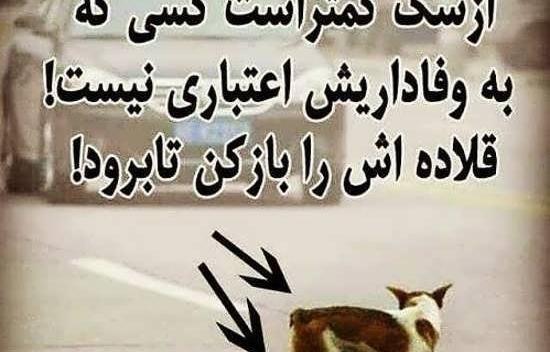 عکس پروفایل جدید امسال سگ