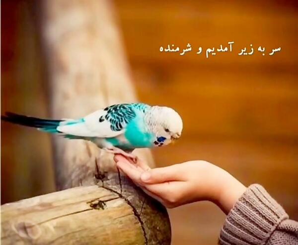 عکس پروفایل خدایا امیدم تویی ناامیدم نکن
