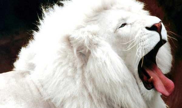 عکس پروفایل از حیوانات