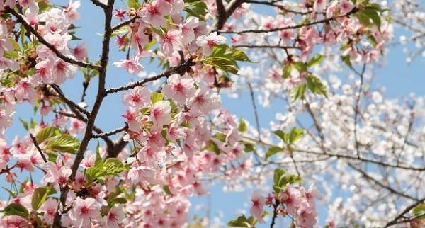 عکس پروفایل شکوفه بهار