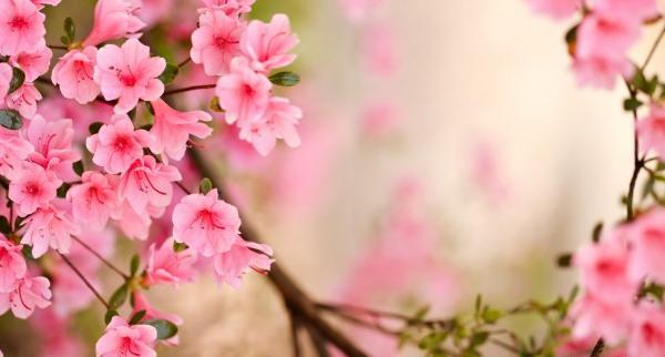 عکس پروفایل شکوفه بهار