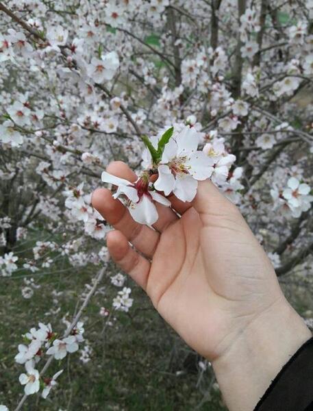عکس پروفایل شکوفه بهار