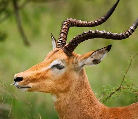 عکس بچه آهو برای پروفایل