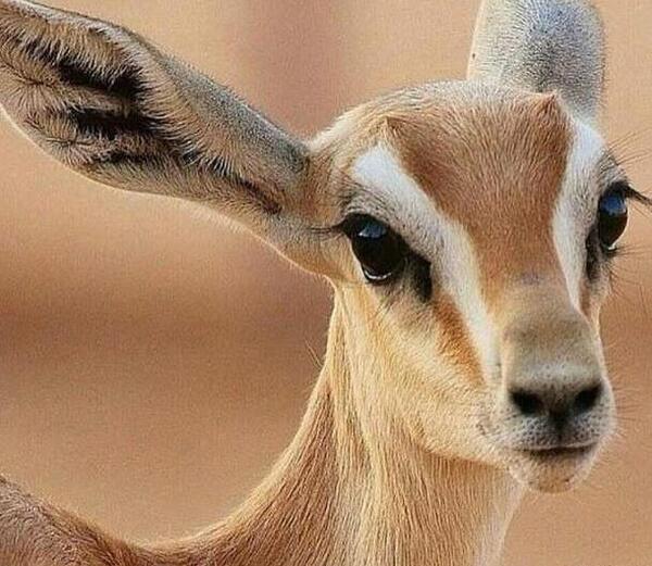 عکس بچه آهو برای پروفایل