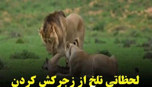 عکس بچه آهو برای پروفایل
