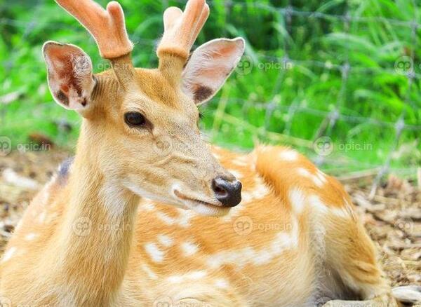 عکس بچه آهو برای پروفایل