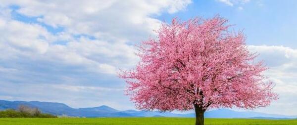 عکس طبیعت بهار برای پروفایل