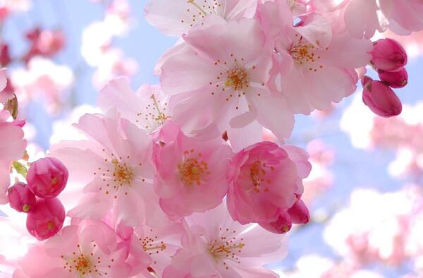 عکس طبیعت بهار برای پروفایل