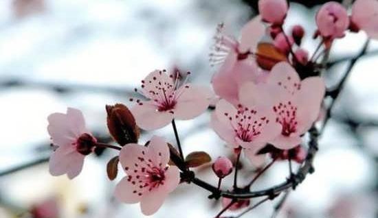 عکس زیبای بهار برای پروفایل