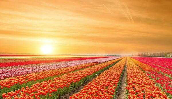 عکس زیبای بهار برای پروفایل
