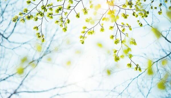 عکس زیبای بهار برای پروفایل