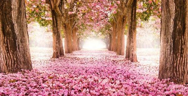 عکس زیبای بهار برای پروفایل