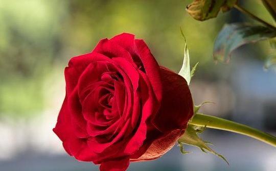 عکس گل زیبا برای پروفایل دخترونه جدید