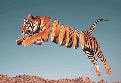 دانلود عکس پروفایل حیوانات وحشی