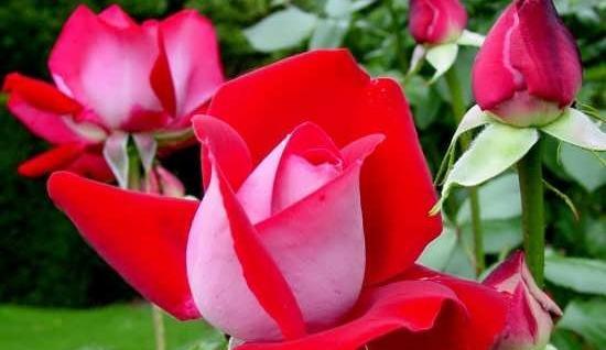عکس پروفایل جدید دخترانه گل