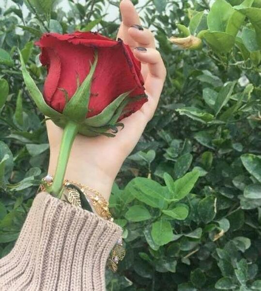 عکس گل برای پروفایل دخترانه شیک