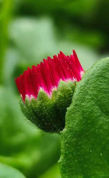 عکس پروفایل جدید امسال گل با متن