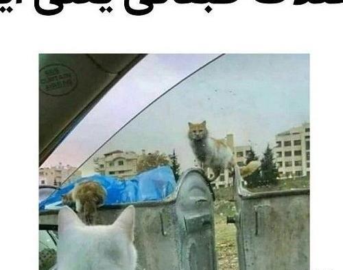عکس پروفایل دخترونه با حیوانات