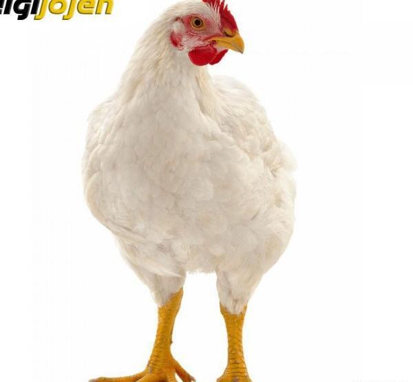 یک عکس بچه گانه برای پروفایل