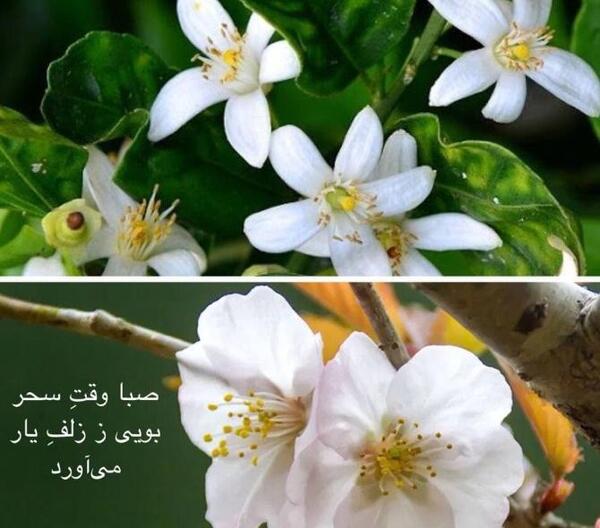 عکس پروفایل بهار نارنج