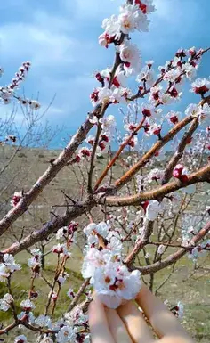عکس پروفایل بهار نارنج