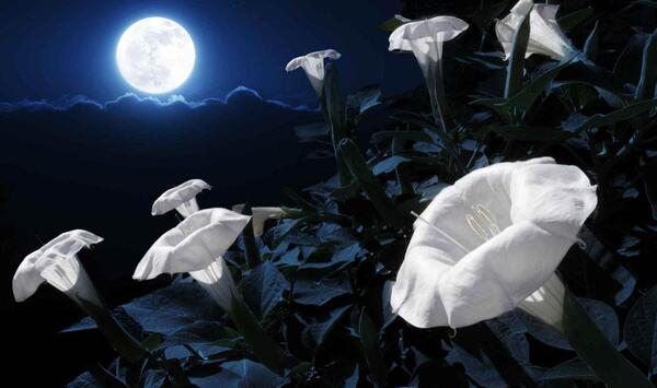 عکس گل در شب