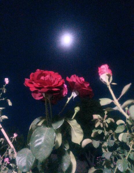 عکس گل در شب
