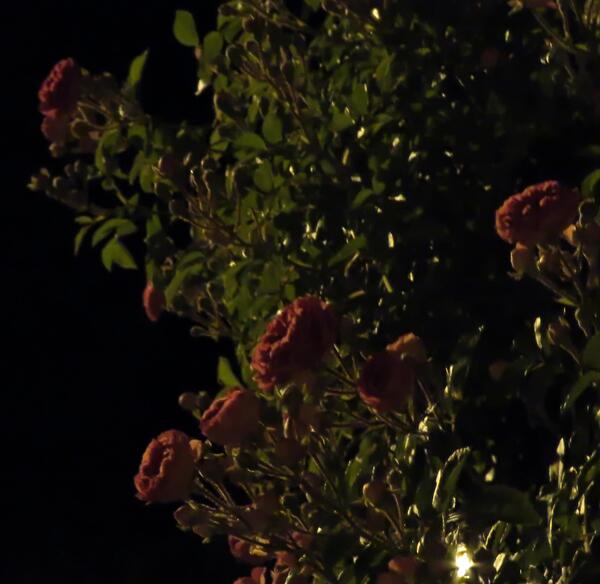 عکس گل در شب