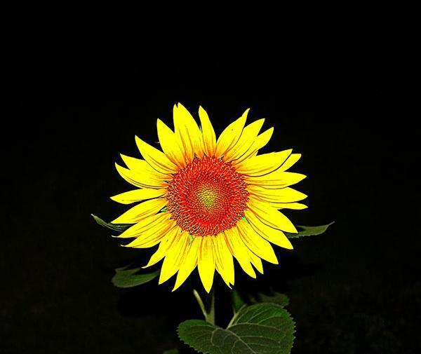 عکس گل در شب