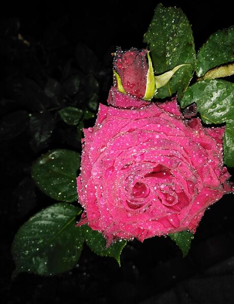 عکس گل در شب