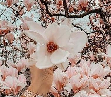 عکس پروفایل برای بهار نزدیکه