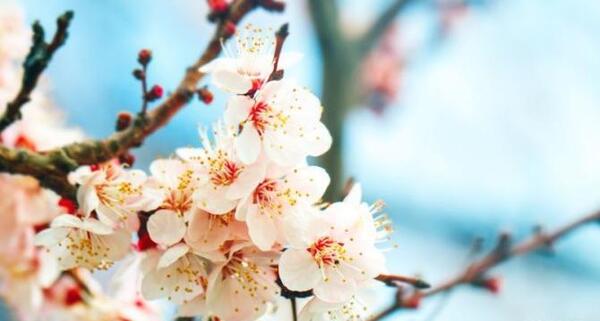 عکس پروفایل برای بهار نزدیکه