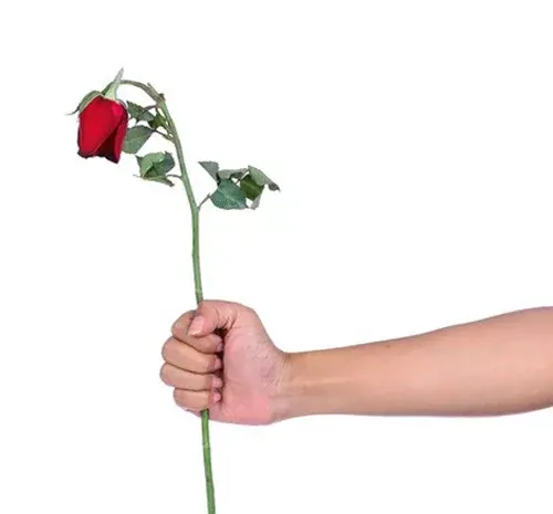عکس پروفایل گل تنهایی