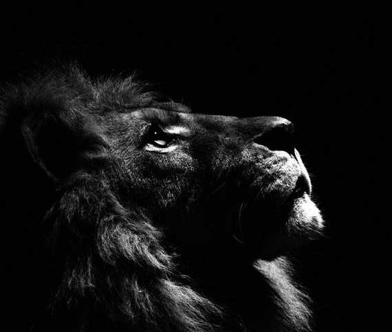 عکس پروفایل پسرانه خفن شیر