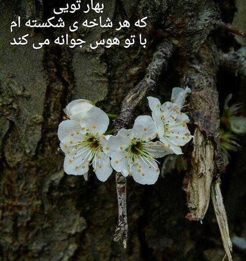 عکس پروفایل عاشقانه فصل بهار