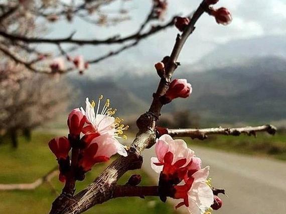 عکس پروفایل بهار غمگین