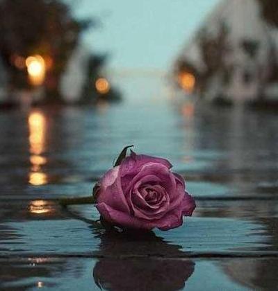 عکس گل تنها و غمگین