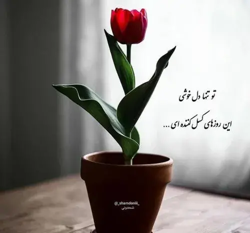 عکس گل تنها و غمگین