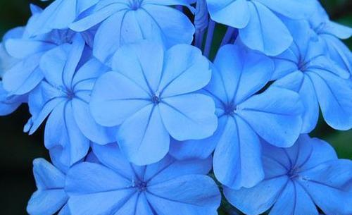 عکس گل یاس برای پروفایل واتساپ