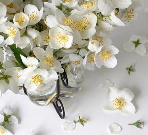 عکس گل یاس برای پروفایل واتساپ