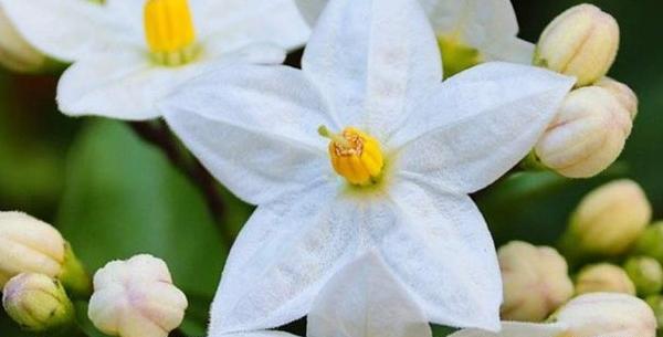 عکس گل یاس برای پروفایل واتساپ