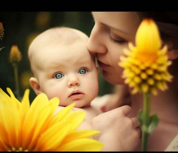 عکس گل صبر زرد